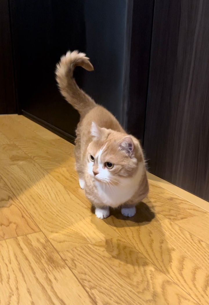 短足マンチカンの虎太郎くん