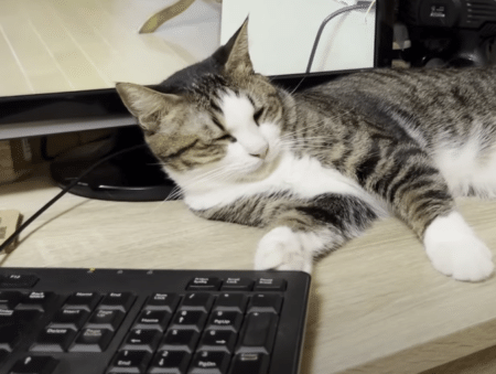 くつろぐのを邪魔されると文句を言う猫さんが可愛すぎ！