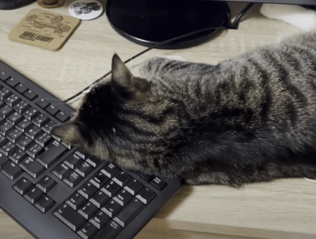 くつろぐのを邪魔されると文句を言う猫さんが可愛すぎ！