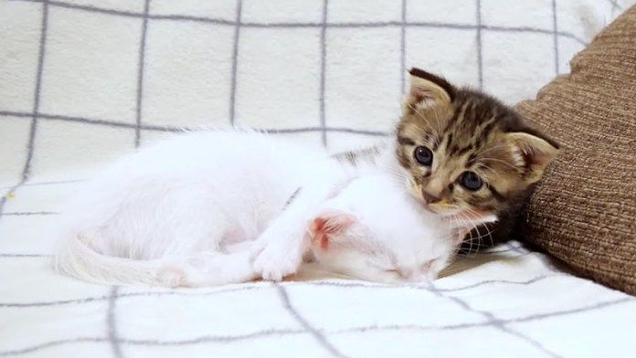 一緒にウトウトする子猫達