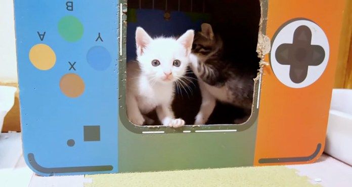 一緒に遊ぶ子猫達