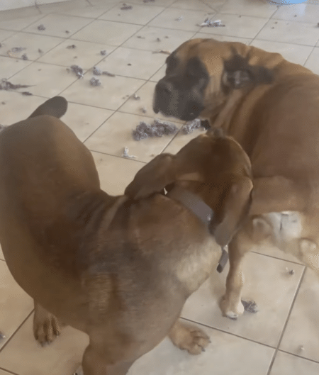 え？ 気に入ったんじゃ無いの？ 愛犬にプレゼントしたベッド、悲惨な姿に