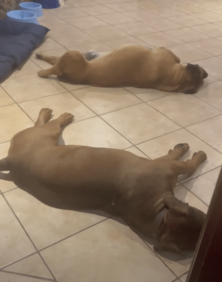 え？ 気に入ったんじゃ無いの？ 愛犬にプレゼントしたベッド、悲惨な姿に