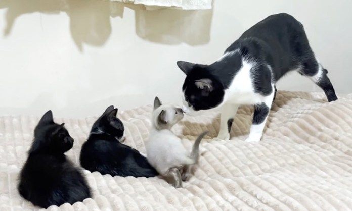 子猫を気に掛ける先住猫