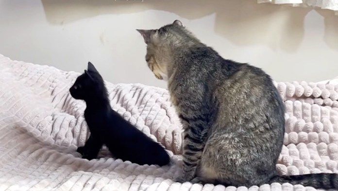 子猫を見守る先住猫