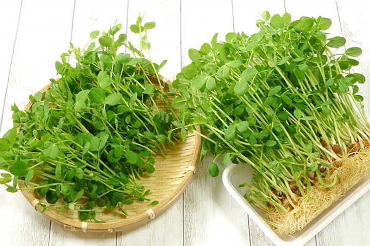 「豆苗」は未開封パックのまま、立てて野菜室で保存！