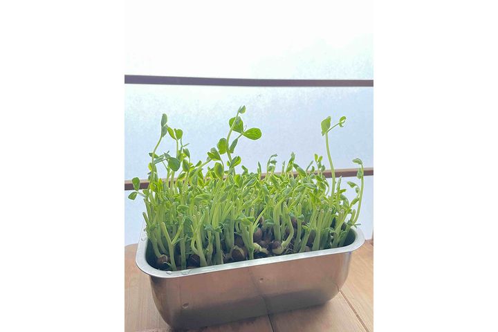 ▲再生栽培5日目。太陽の方向に芽を伸ばすので、置き方を毎日変えると◎