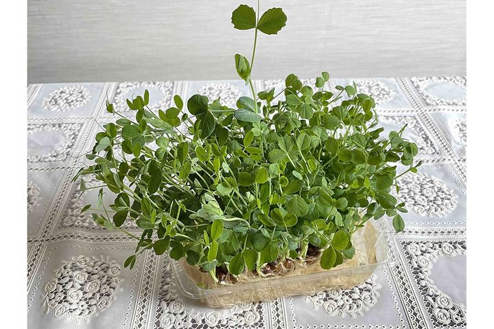 ▲再収穫できるまで育った豆苗。なんだか愛おしさも感じられます。