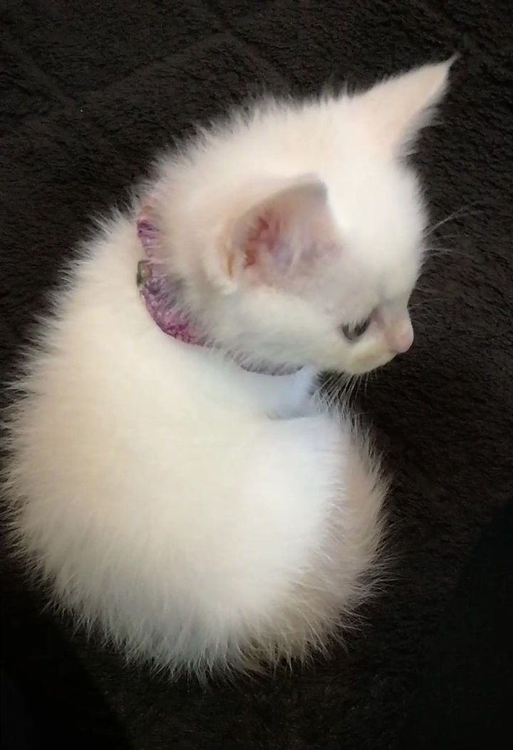 家に来た頃の白猫あんにん君