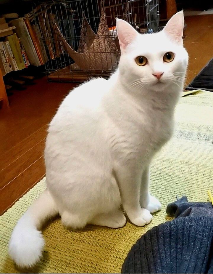 白猫のあんにん（杏仁）君