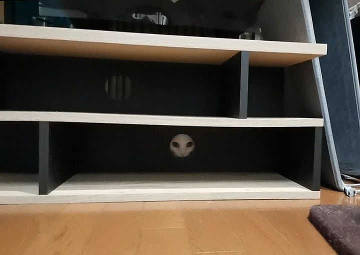 テレビ台の穴からこっちを覗いている白猫の姿