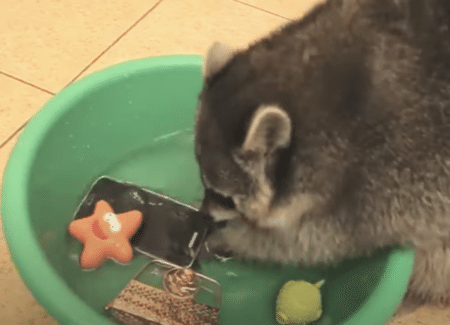 頼むから、それはやめて！ アライグマが洗っちゃったモノに大慌て！