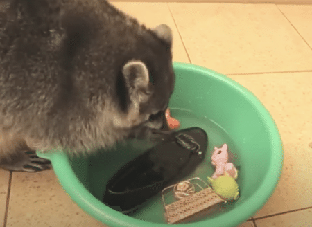頼むから、それはやめて！ アライグマが洗っちゃったモノに大慌て！