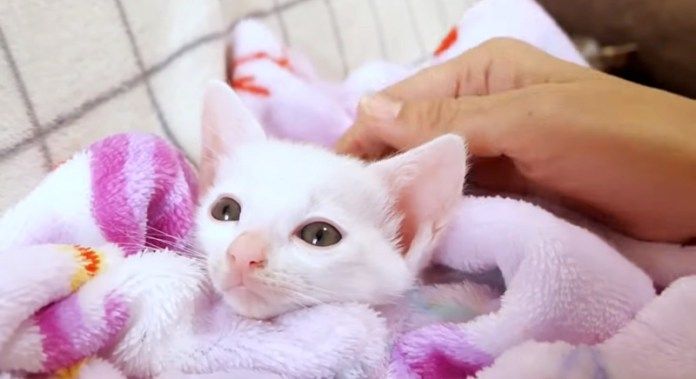 撫でられる子猫