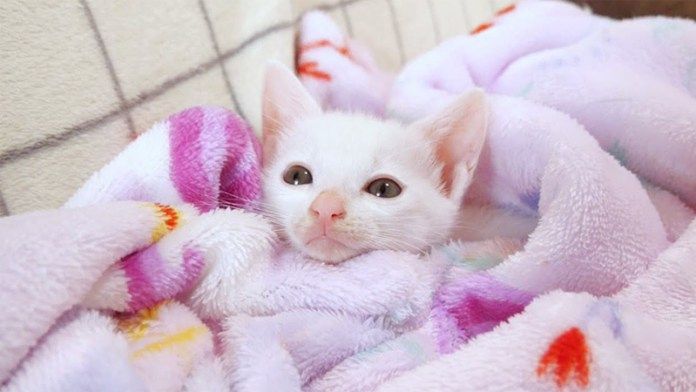 毛布に包まれる子猫