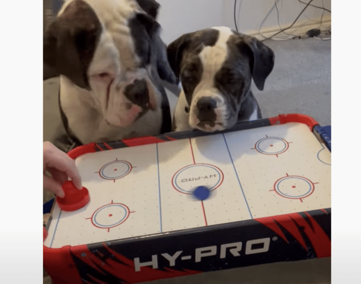 愛犬も参加！ 家族みんなでするエアホッケーが楽しそう♪