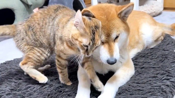 柴犬にスリスリする子猫