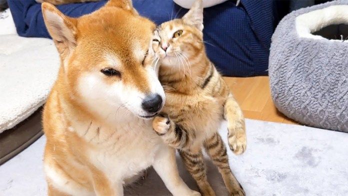 柴犬にスリスリする子猫