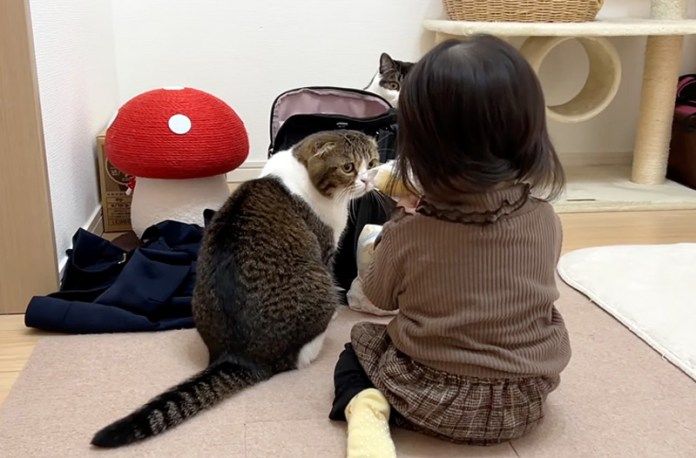 赤ちゃんのことが気になる猫
