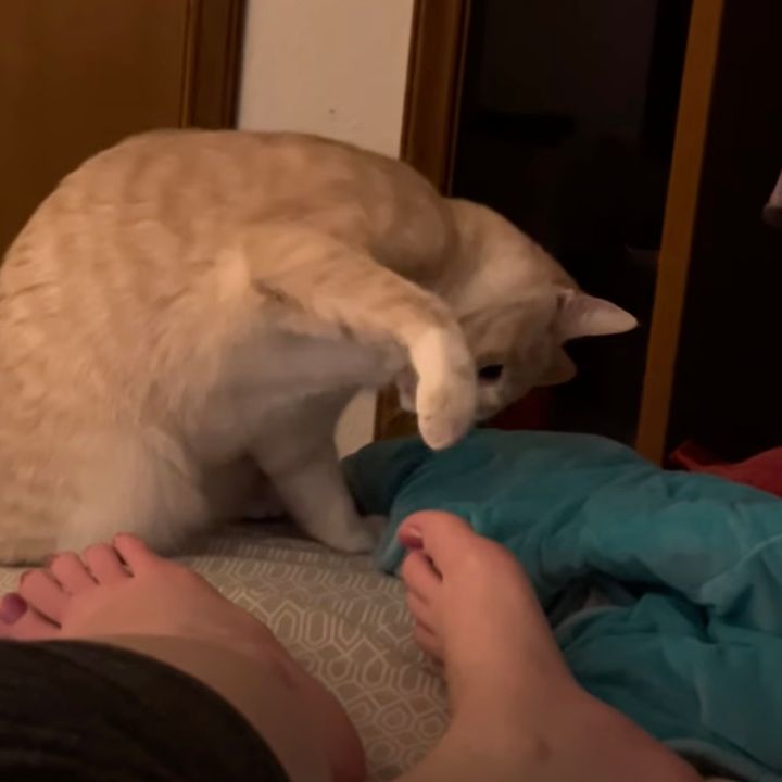 飼い主の足と戦う茶トラ猫、終始一貫駆除モードに