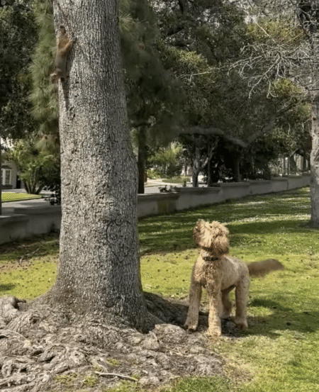 リスを捕まえようとする犬さん、終わらない追いかけっこに夢中！