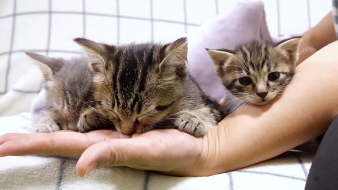 指吸いをする子猫達