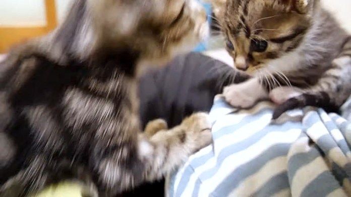 膝の上の子猫達