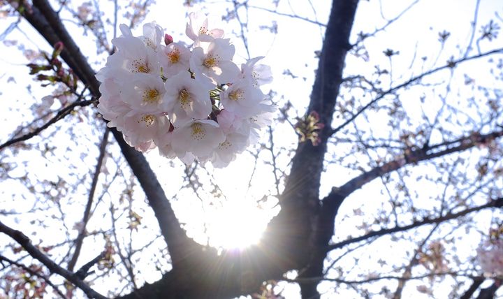 房状に咲く日本のサクラ
