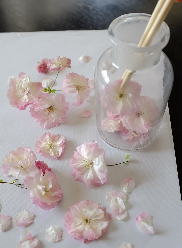 乾燥剤でドライにした桜を飾る