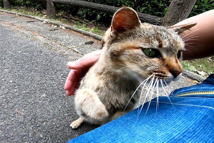 膝の上に乗ってくる猫