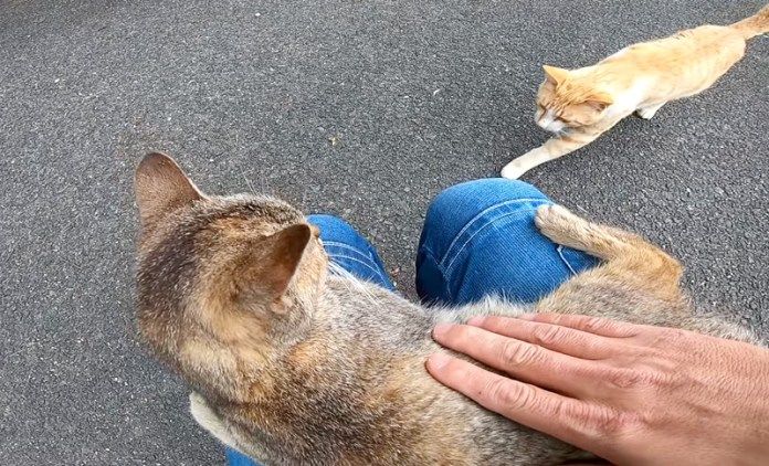 膝の上で撫でられる猫