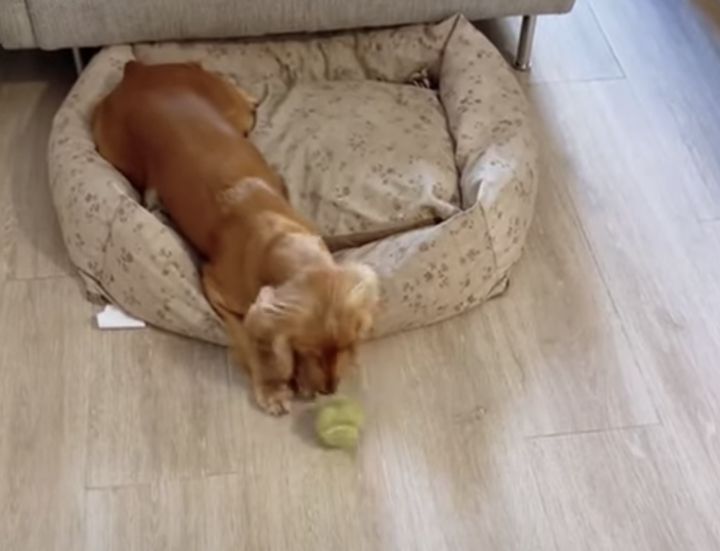 犬「はい、取ってきて〜」って逆じゃない!? 飼い主にボールを拾わせる遊び！