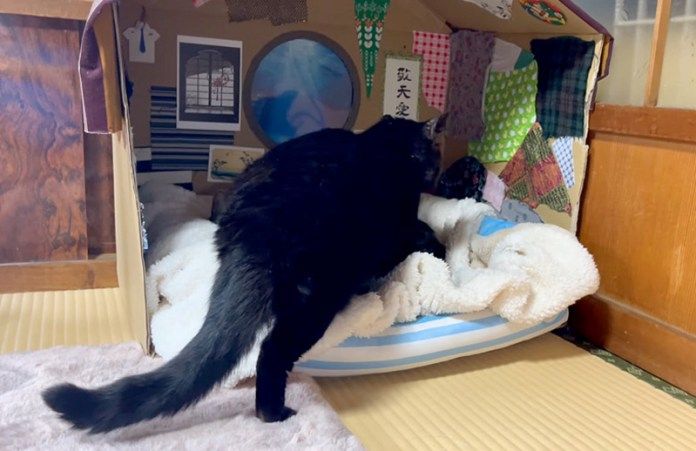 ベッドに入っていく猫