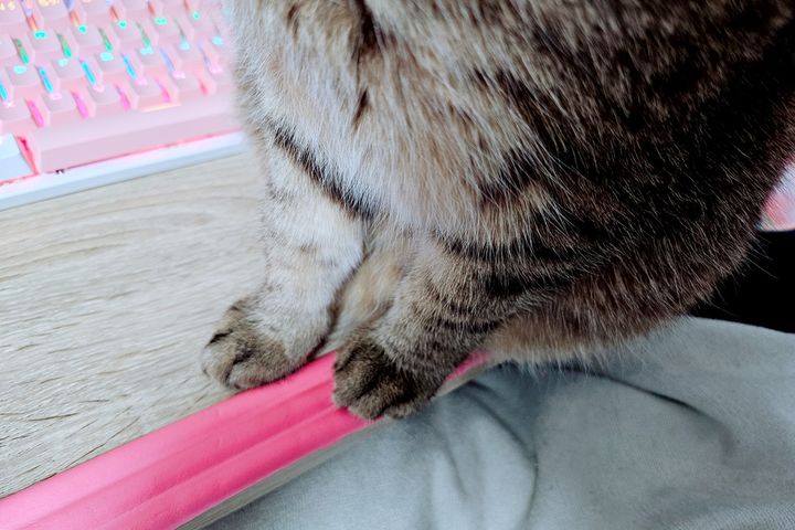 「もふもふプッシュ」とは何か？