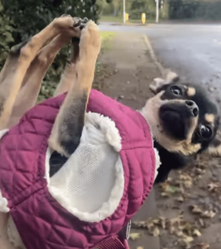 犬「両手両足、もう動きませんっ！」 全力で散歩につかれたアピール。