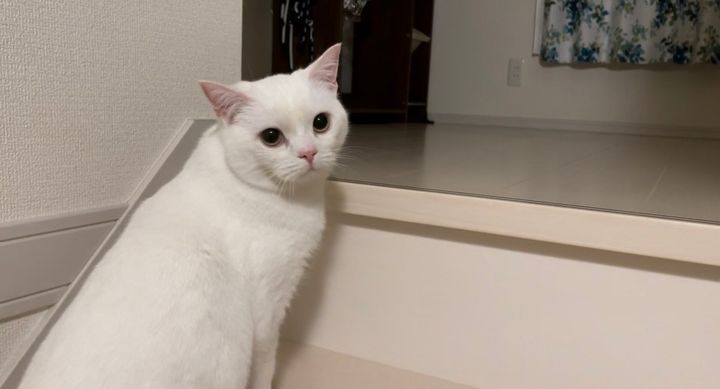 飼い主さんが後ろにいるか振り返る猫