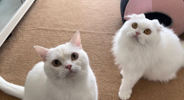 スコティッシュフォールドの白猫、しらたま君＆月ちゃん