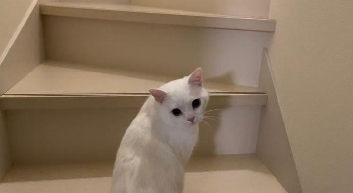 飼い主さんが後ろを付いて来ているか確認する猫