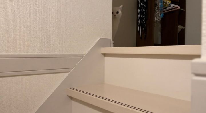 飼い主さんの存在を確認する猫