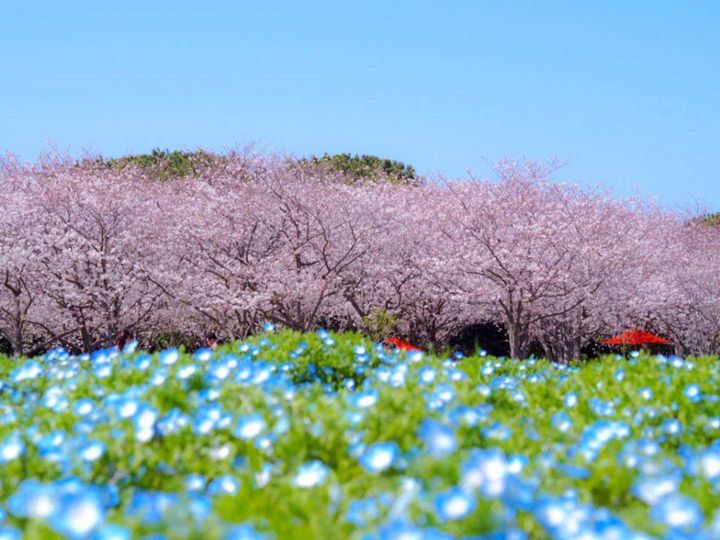 明るいブルーがピンクをサンド（画像はプレスリリースより、4月1日の様子）