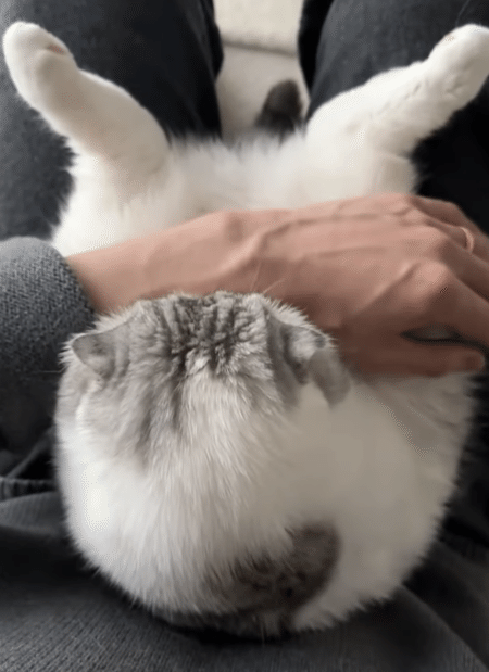 どこから見ても、まんまるフォルムが愛らしい猫さん♡