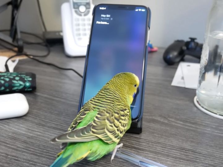 出典：Kiwi and Pixel the Parakeets