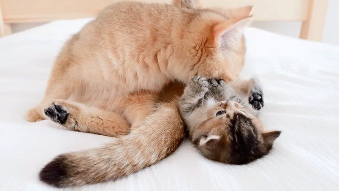 毛づくろいされる子猫