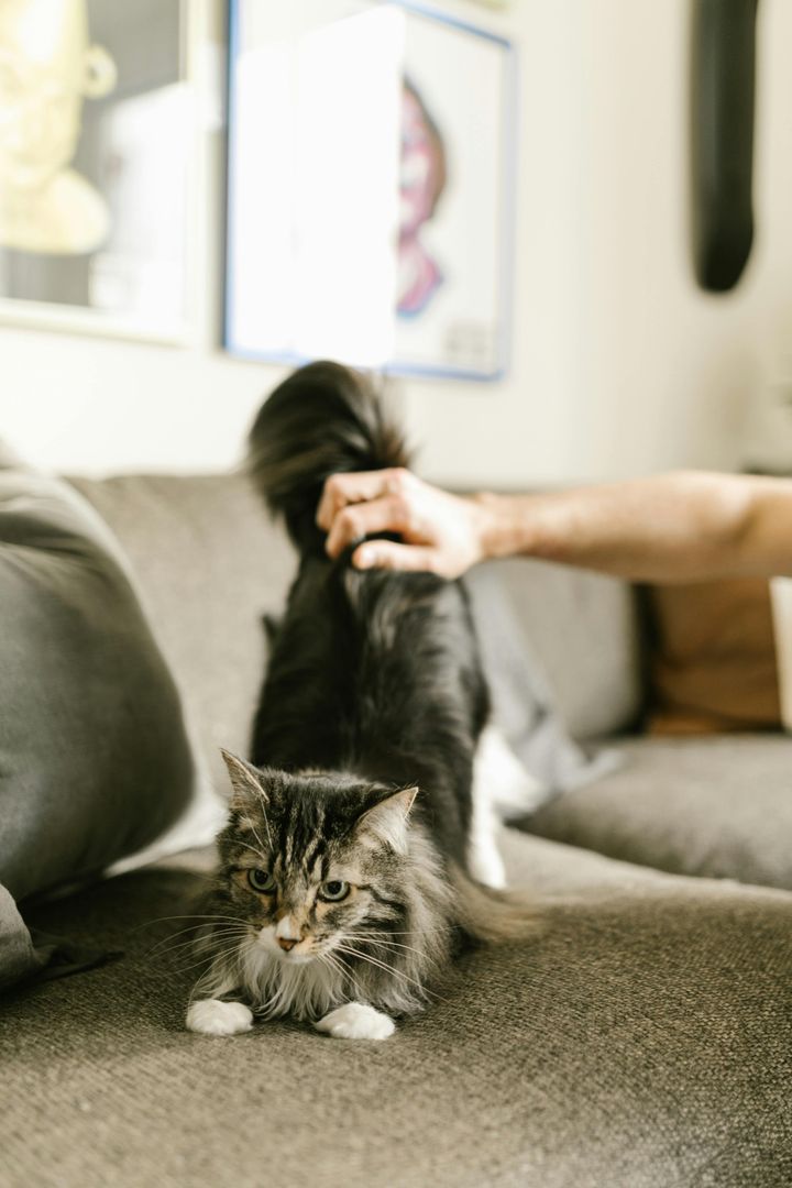 本日の美人猫vol.570