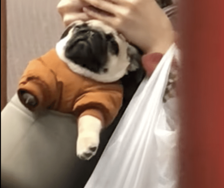 犬「電車、あばれちゃダメ」じーっと堪える姿がジワる。