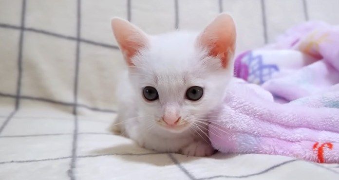 ショックを受ける子猫