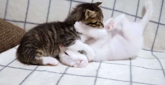 プロレスごっこ