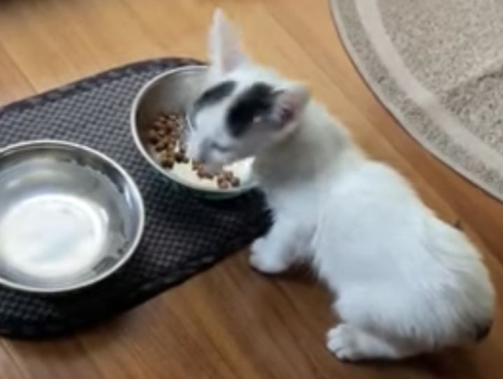 今日のゴハンも美味しいよ〜♪ 食事の感想を話してくれる子猫。