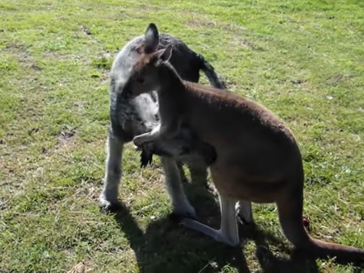 出典：Exotic Animal Experience