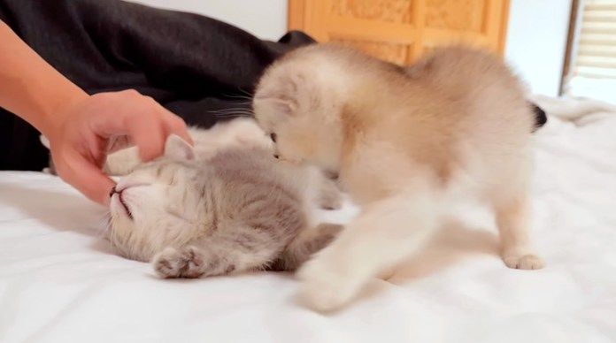 兄弟に嫉妬する子猫